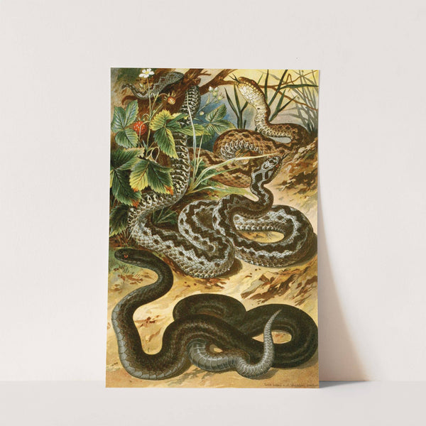 Vipera berus by Bruno Dürigen