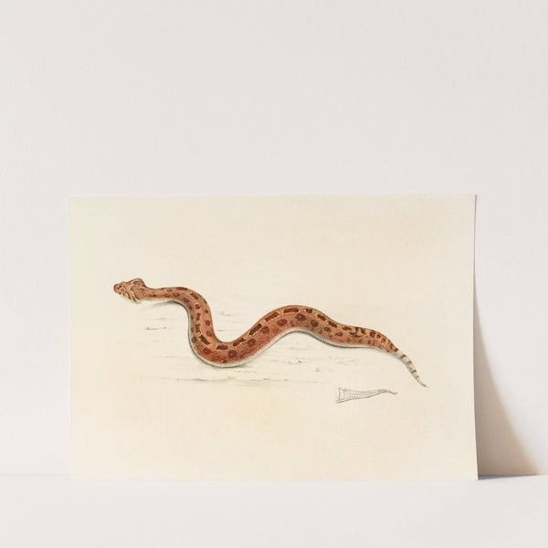 Vipera Caudalis by Sir Andrew Smith