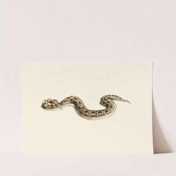Vipera Cornuta by Sir Andrew Smith