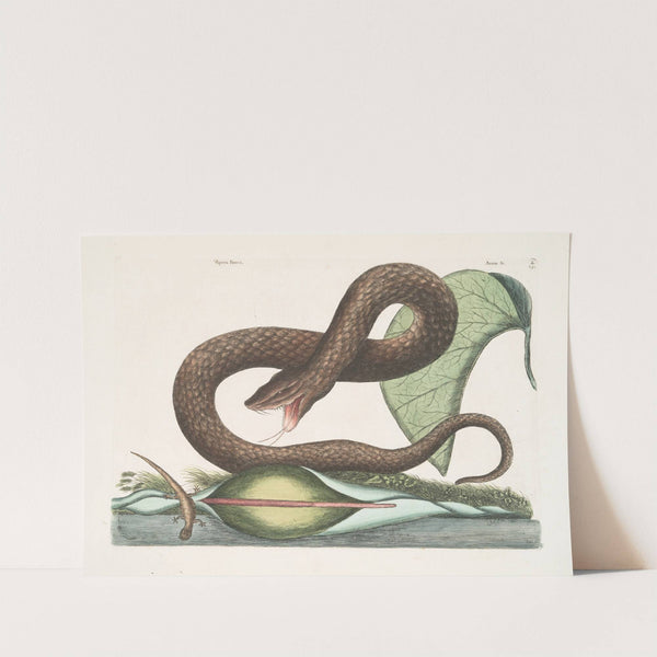 Vipera Fusca, The Brown-Viper; Arum &c. (1754) by Mark Catesby