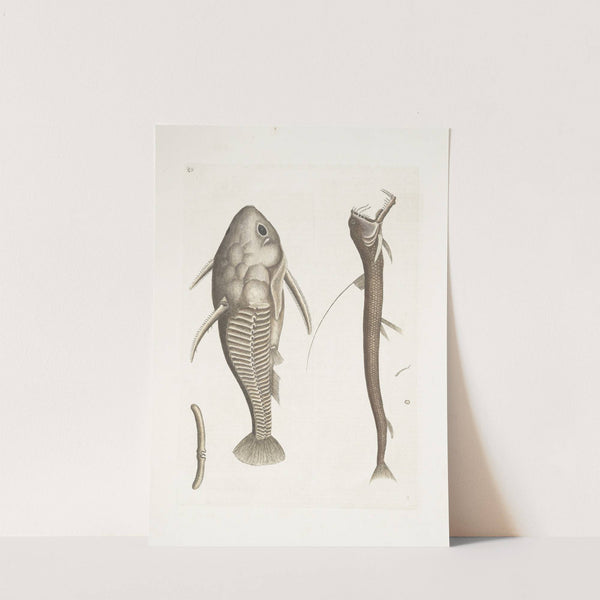 Vipera marina, The Viper-mouth; Cataphractus Americanus. (1754) by Mark Catesby