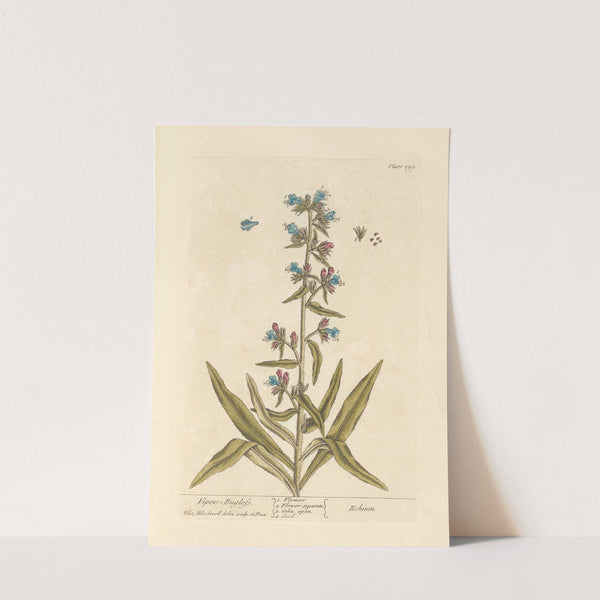 Vipers bugloss by Elizabeth Blackwell