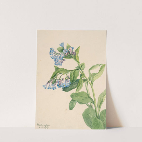 Virginia Bluebells (Mertensia virginica) (1919) by Mary Vaux Walcott