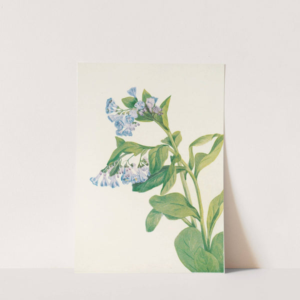 Virginia Bluebells. (Mertensia virginica) (1925) by Mary Vaux Walcott