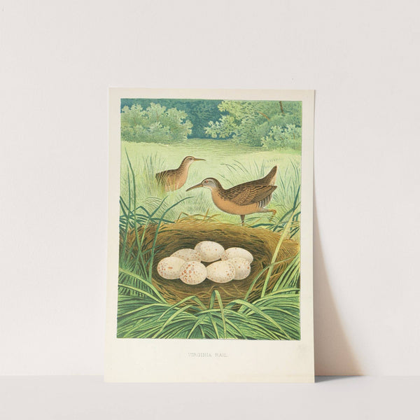 Virginia Rail (1882) by Edwin L. Sheppard