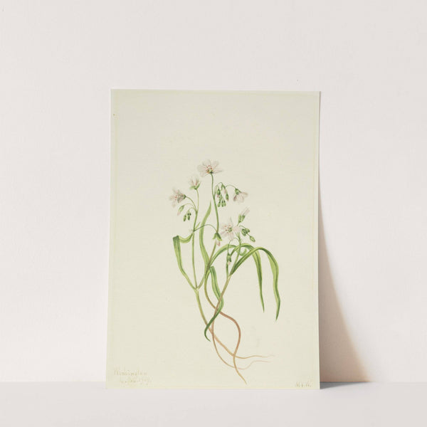 Virginia Springbeauty (Claytonia virginica) (1919) by Mary Vaux Walcott