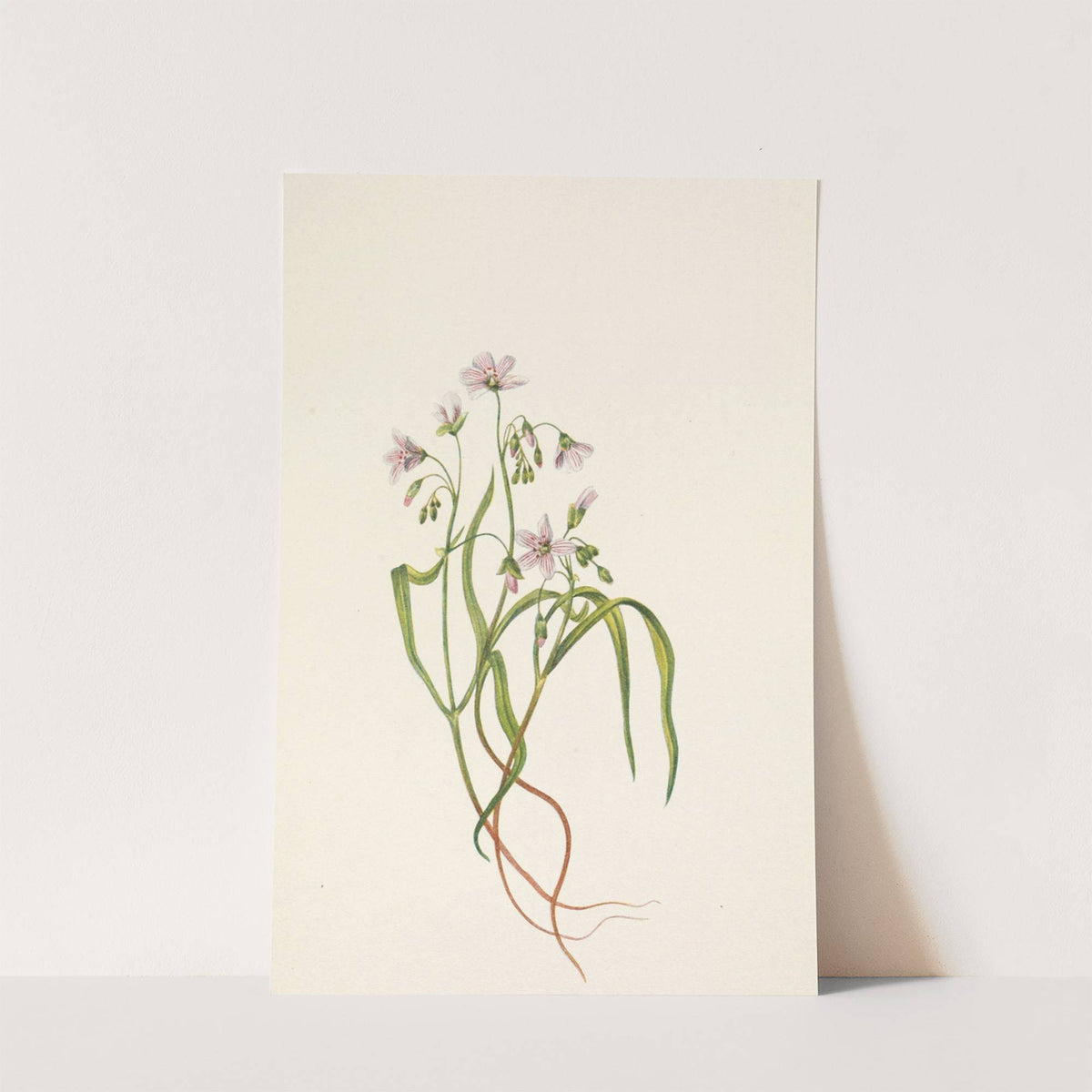 Virginia Springbeauty. Claytonia virginica (1925) by Mary Vaux Walcott