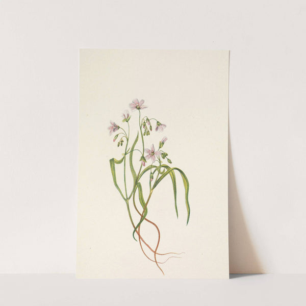 Virginia Springbeauty. Claytonia virginica (1925) by Mary Vaux Walcott