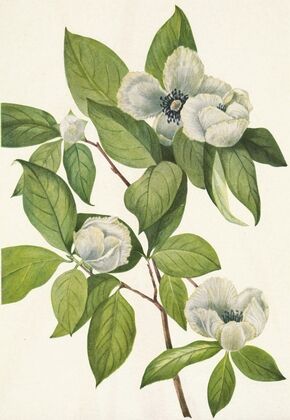 Alaska Fleabane (Erigeron salsuginosus) (1925)