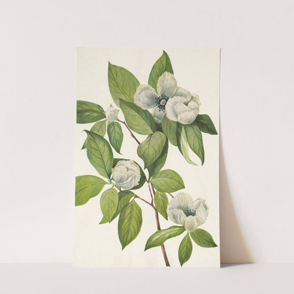 Virginia Stewartia. Stewarti malachodendron (1925) by Mary Vaux Walcott