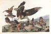 Virginian partridge