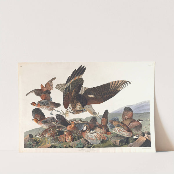 Virginian partridge (1827–1838) by John James Audubon