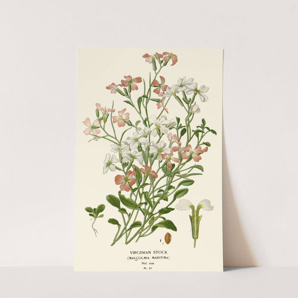 Virginian Stock (1896-1897) by Edward Step