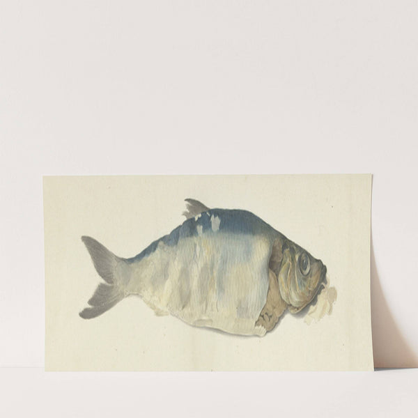 Vis, deels vergaan (1775 - 1833) by Jean Bernard