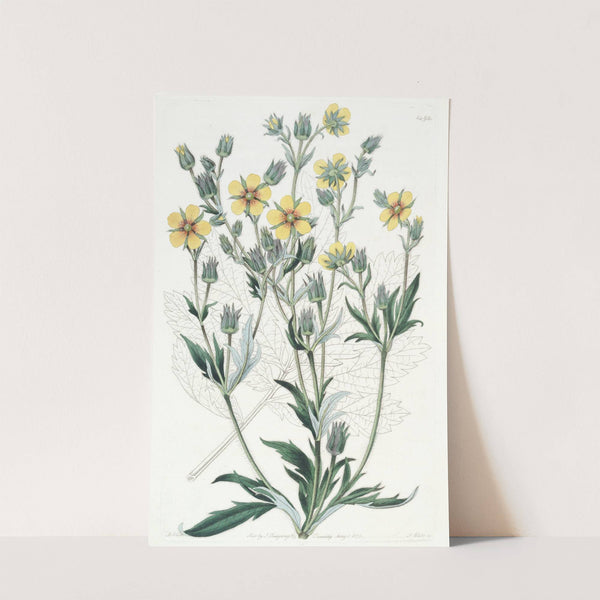 Viscid Cinquefoil (1815-1819) by Sydenham Edwards
