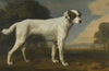 Viscount Gormanston’s White Dog