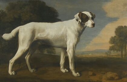 Viscount Gormanston’s White Dog