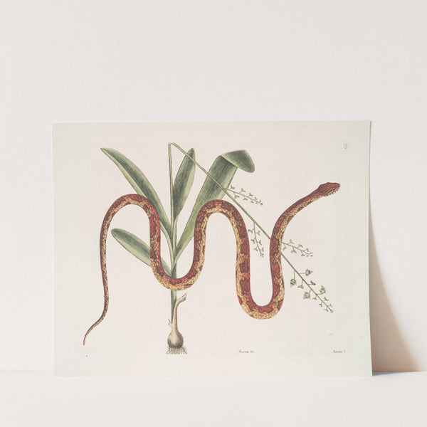 Viscum &c.; Anguis &c., The Corn-Snake. (1754) by Mark Catesby