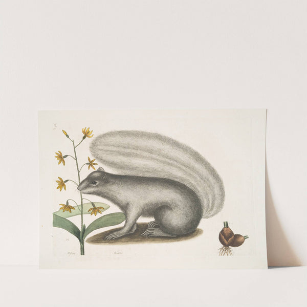 Viscum; Sciurus, The Grey Fox-Squirrel. (1754) by Mark Catesby