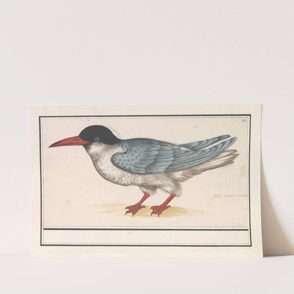Visdief (Sterna hirundo) (1596-1610) by Anselmus Boëtius de Boodt