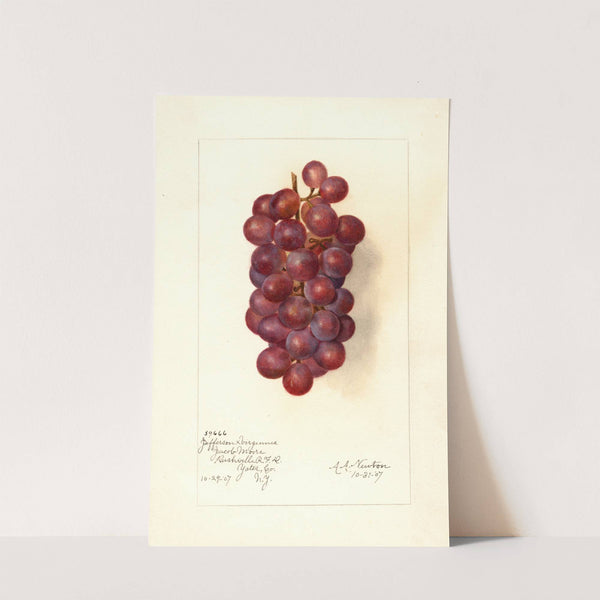 Vitis by Amanda Almira Newton