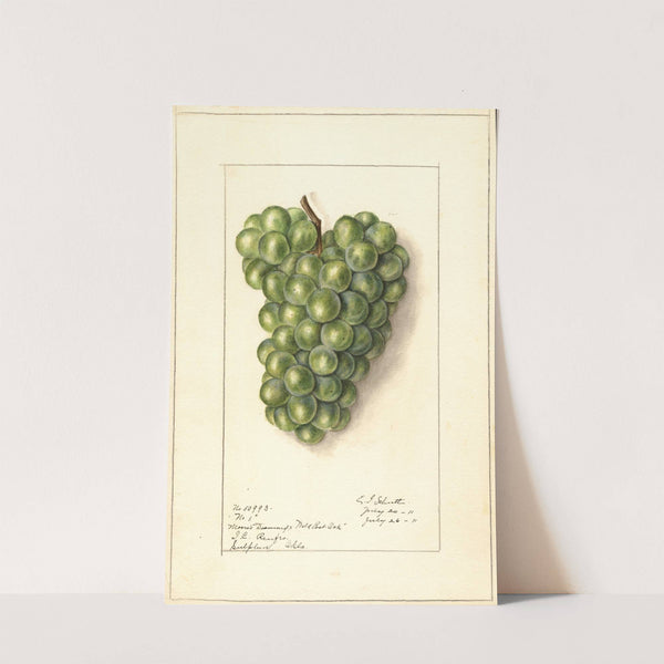 Vitis by Ellen Isham Schutt