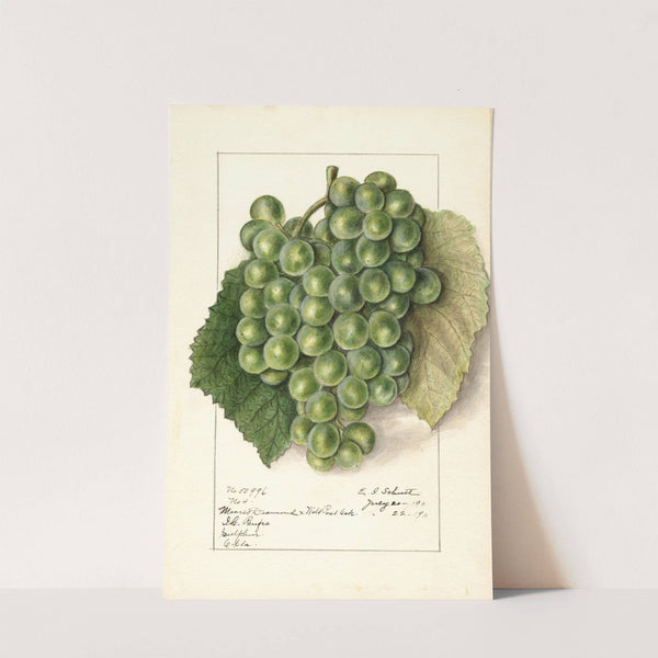 Vitis by Ellen Isham Schutt