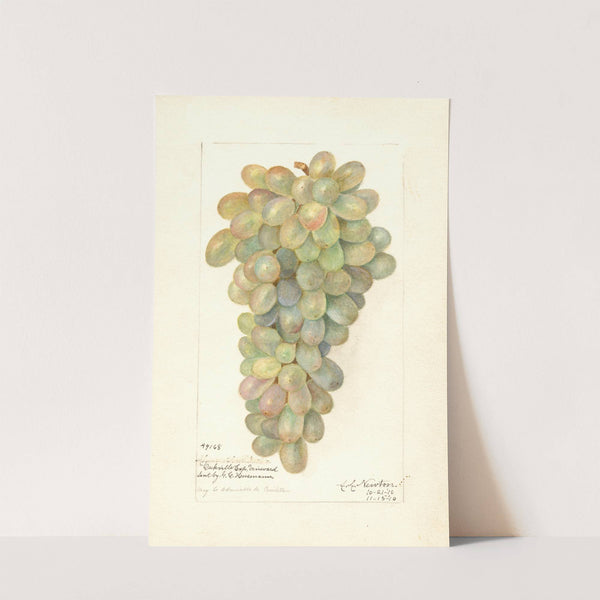 Vitis by Amanda Almira Newton