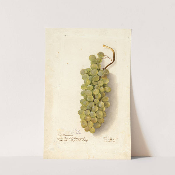 Vitis by Deborah Griscom Passmore