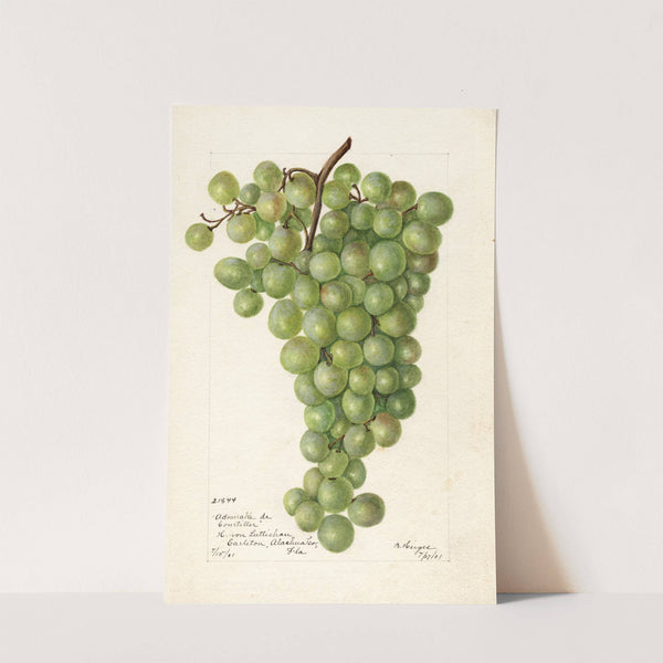 Vitis: Admirable de Courtiller by Bertha Heiges