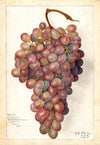 Vitis: Angelina