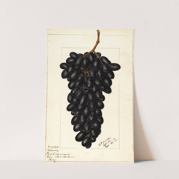 Vitis: Askarie by Ellen Isham Schutt