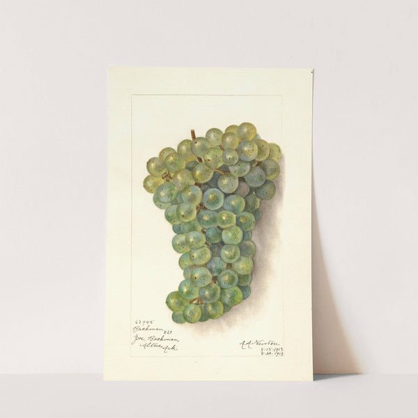 Vitis: Backman by Amanda Almira Newton