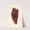 Vitis: Bauch by Deborah Griscom Passmore
