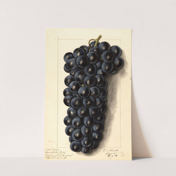 Vitis: Campbells Early by Ellen Isham Schutt