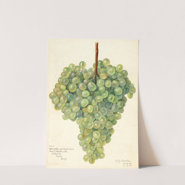 Vitis: Clarette a Gros Grains by Amanda Almira Newton
