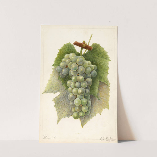 Vitis: Diamond by Amanda Almira Newton