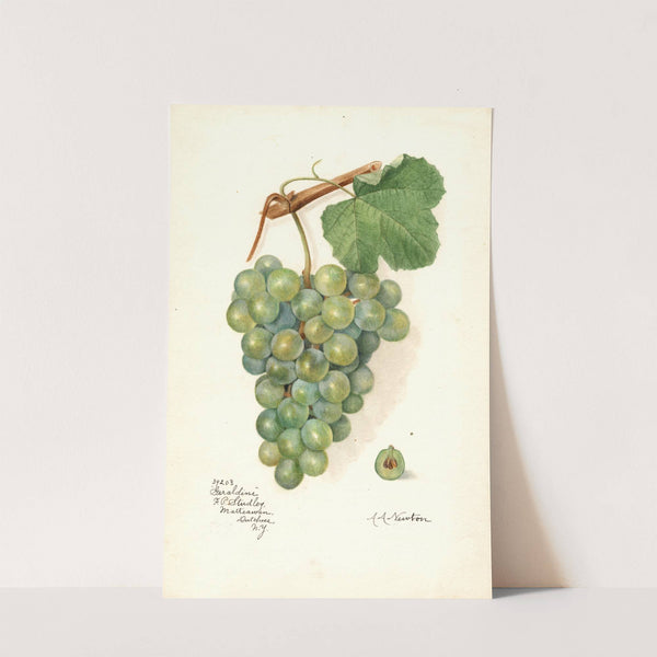 Vitis: Geraldine by Amanda Almira Newton