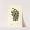 Vitis: Geraldine Studley by Ellen Isham Schutt