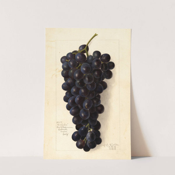 Vitis: Goolabie by Amanda Almira Newton