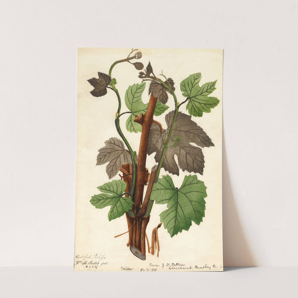 Vitis: Hartford Prolific by William Henry Prestele