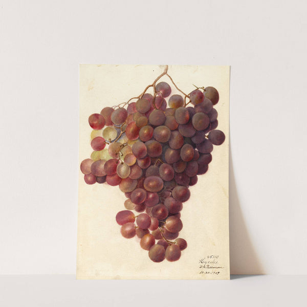 Vitis: Hycales by Deborah Griscom Passmore