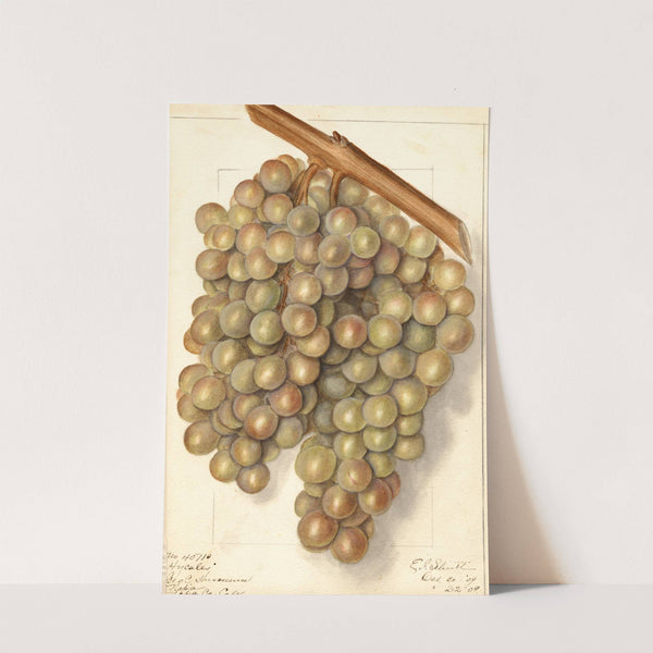 Vitis: Hycales by Ellen Isham Schutt