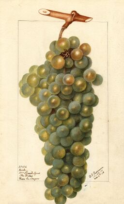 Vitis: Icicle