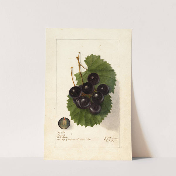 Vitis: James by Deborah Griscom Passmore