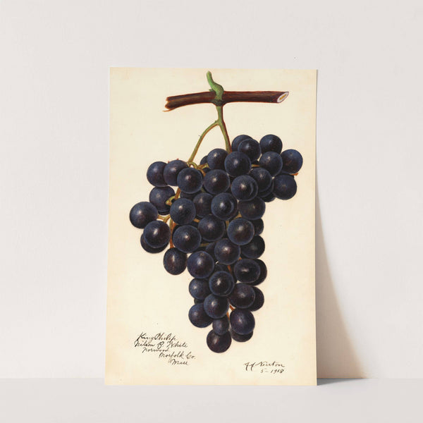 Vitis: King Philip by Amanda Almira Newton