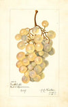 Vitis: Kurtelaska