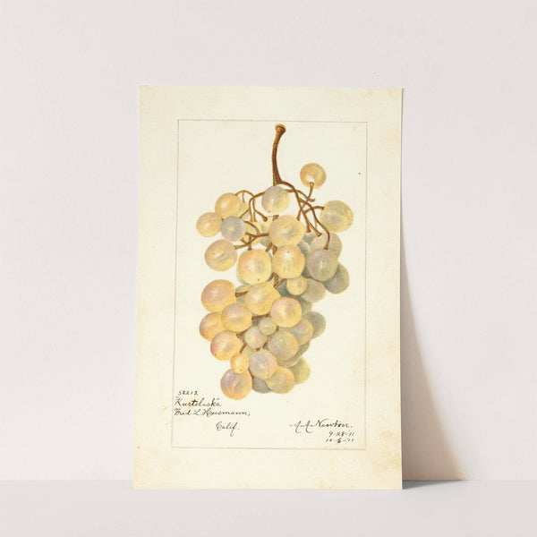 Vitis: Kurtelaska by Amanda Almira Newton