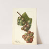 Vitis: Labrusca by Deborah Griscom Passmore
