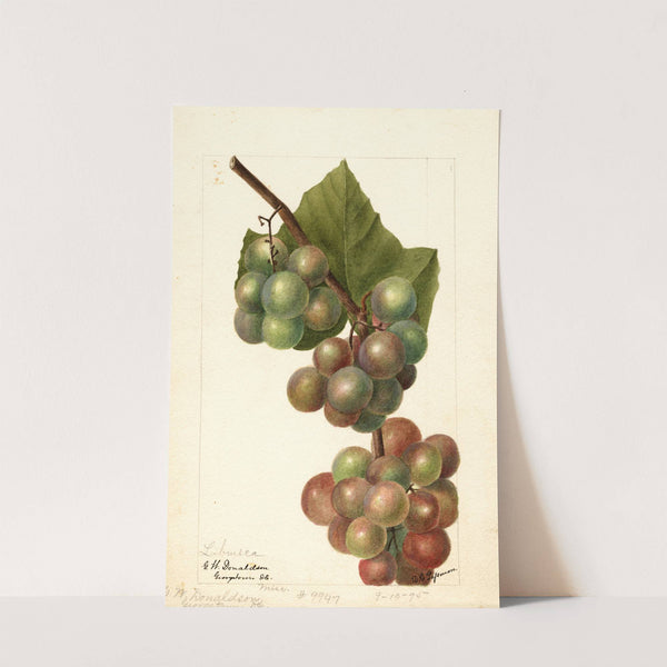 Vitis: Labrusca by Deborah Griscom Passmore